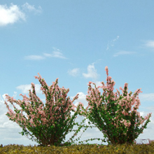 model trees